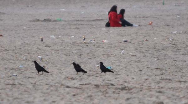 descoperiri macabre la malul marii