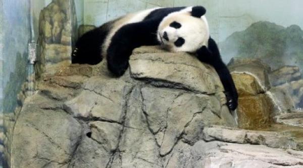 gradina zoologica din washington este in sarbatoare