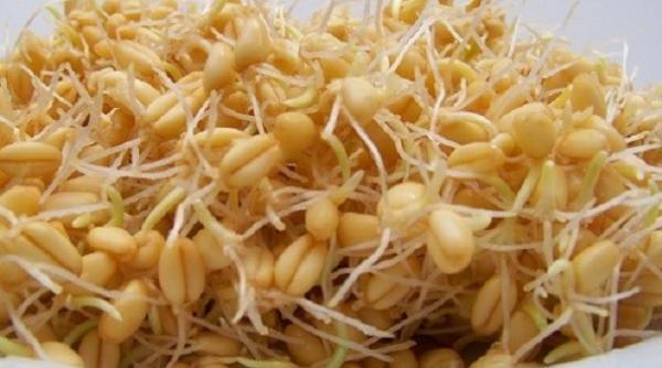 vrei sa eviti consumul de medicamente alege cura cu germeni de grau