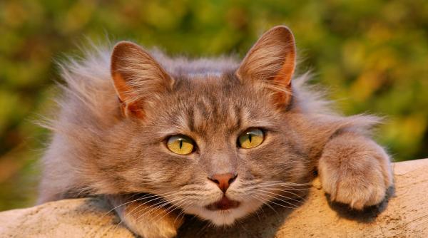 in austria s au infiintat ajutoare sociale pentru persoanele care nu si mai permit sa si intretina animalele de companie