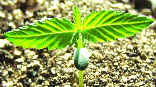 agricultorii de canabis aprovizionati legal pe net