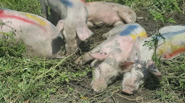 muftiul muurat iusuf din punct de vedere ritualic ingroparea purceilor este egal cu zero