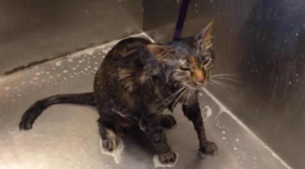 ce spune o pisica in timp ce i se face baie