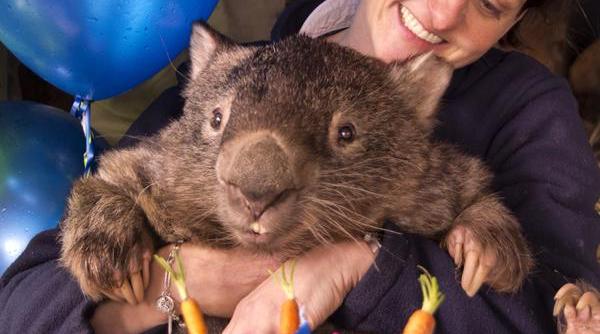 cel mai celebru wombat din lume isi cauta perechea pe tinder