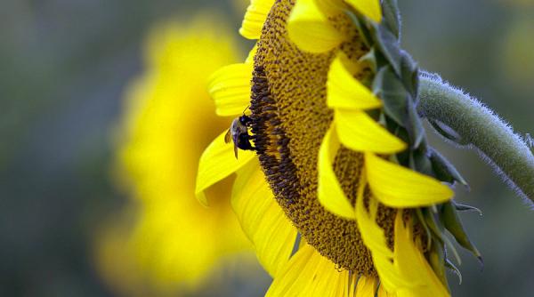 de ce mierea romaneasca de floarea soarelui este compromisa