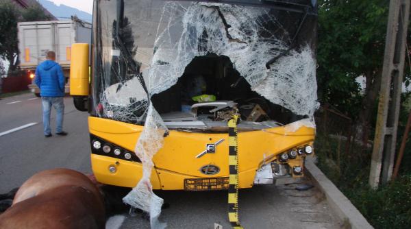 accident la campulung moldovenesc soferul unui autocar a murit dupa ce a lovit un cal
