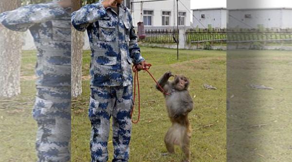 ce solutie au gasit chinezii pentru a scapa de pasarile care ameninta buna desfasurare a marii defilari militare