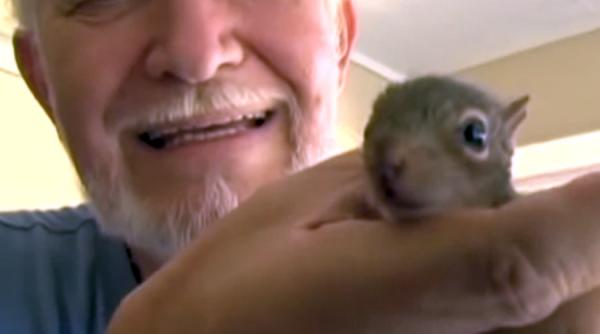o veverita orfana care a fost adoptata de o pisica a facut ceva absolut neasteptat video