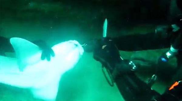 de ce un rechin a cerut ajutorul unor scufundatori
