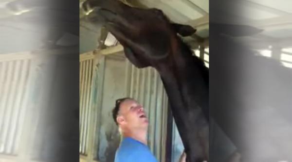 dupa ce a scarpinat gatul unui cal s a intamplat ceva neasteptat video