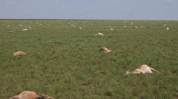 dezastru ecologic in kazahstan zeci de mii de antilope au pierit din motive necunoscute