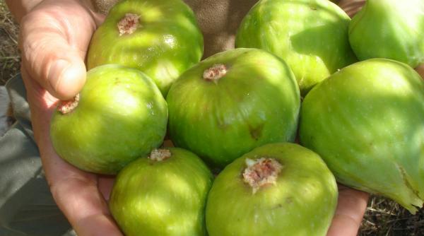 o localitate din clisura dunarii a ajuns vestita pentru cultivarea smochinilor