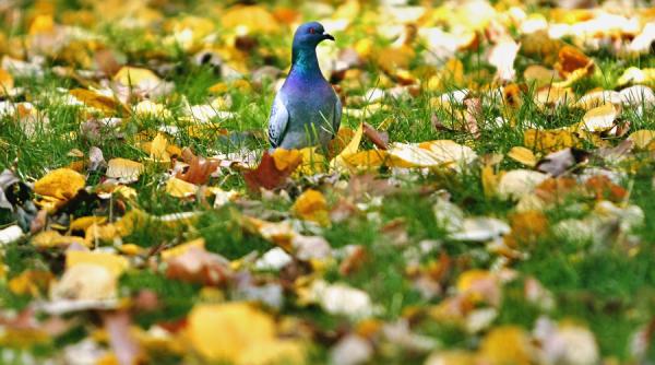 prognoza meteo pentru urmatoarea saptamana