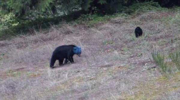 de ce un urs din provincia canadiana british columbia are capul albastru video