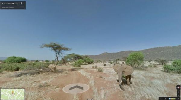 elefantii dintr o rezervatie din kenya pot fi urmariti online