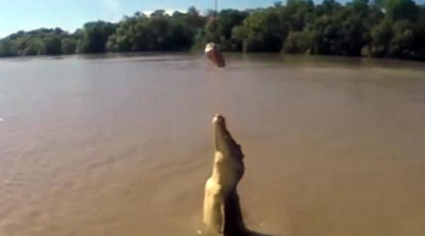 video de ce este in stare crocodil pentru o bucata de carne