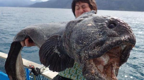 monstru marin capturat in apropierea unei zone contaminate radioactiv