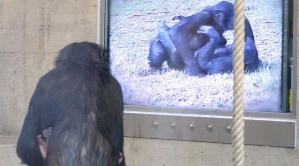 maimutelor le plac filmele despre maimute