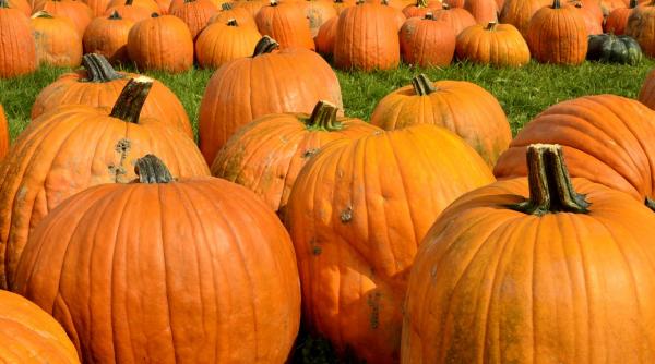 un dulce de sezon placinta cu dovleac