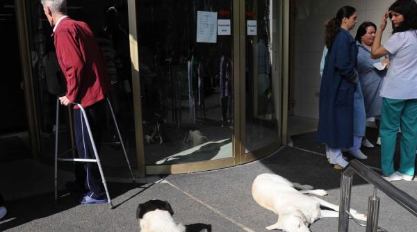 copil muscat de un caine in curtea unui spital