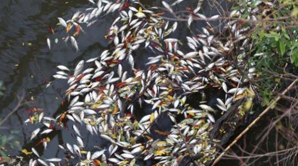 la un pas de dezastru ecologic raurile topolnita si plesuva poluate cu o substanta neindentificata