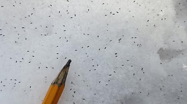 cursurile unui liceu din techirghiol suspendate din cauza invaziei de purici