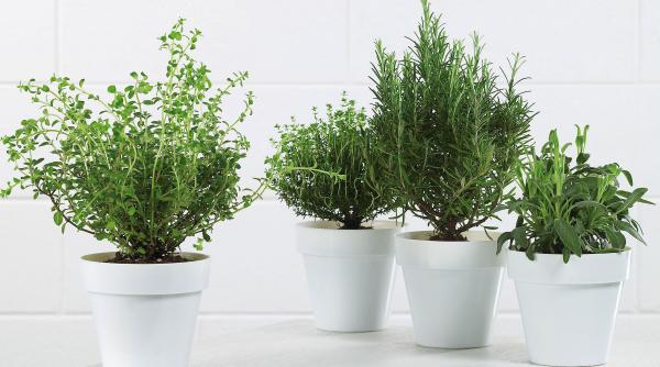 o planta de nota 10 trateaza 10 grupe de boli afla despre ce e vorba si cum te poate ajuta