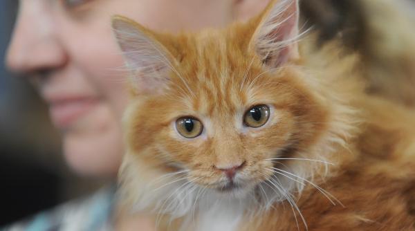 galerie foto peste 200 de pisici la expozitia internationala sofisticat