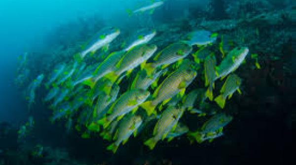 sanctuar marin mare cat franta in apropierea noii zeelande