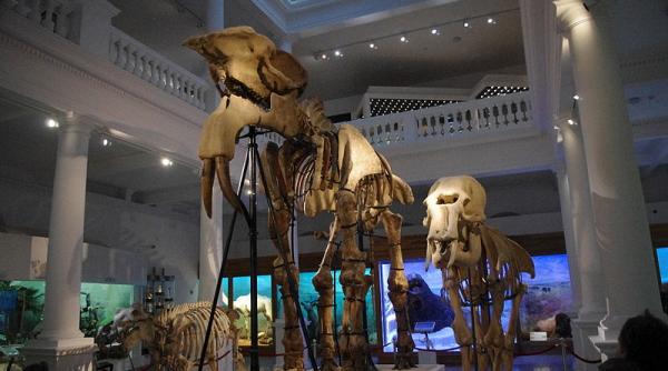 intrare gratuita la muzeul antipa celor care au nume care aminteste de lumea necuvantatoarelor