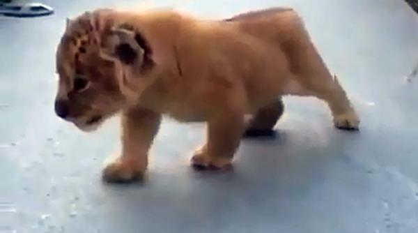 video un pui de leu absolut adorabil cand vocifereaza