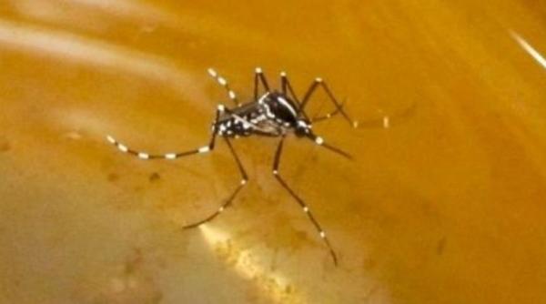doua cazuri confirmate de meningita cu virusul west nile in judetul buzau