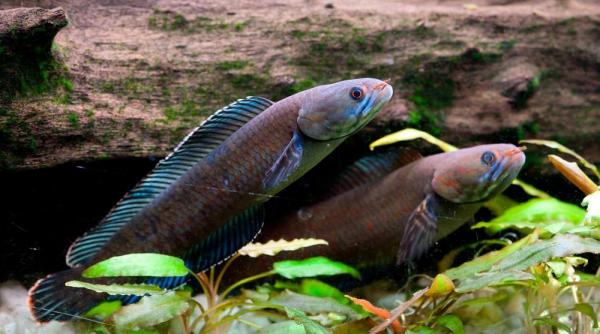 video maimuta fara nas si pestele care merge printre specille nou descoperite in himalaya
