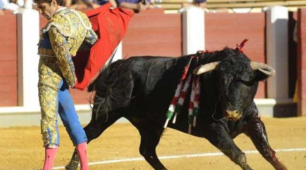 video un taur furios sare in public si starneste panica