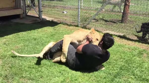 video ar fi putut sa il omoare dar leoaica nu face decat sa isi demonstreze afectiunea fata de ingrijitor