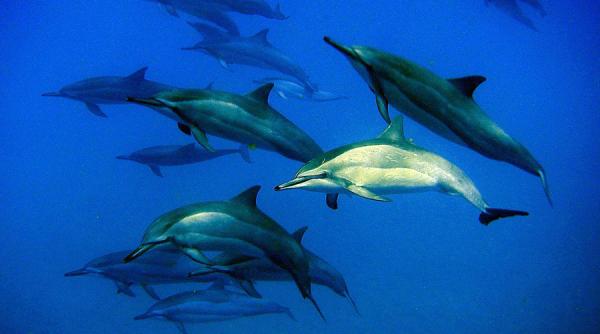 video sute de delfini au insotit un grup de turisti