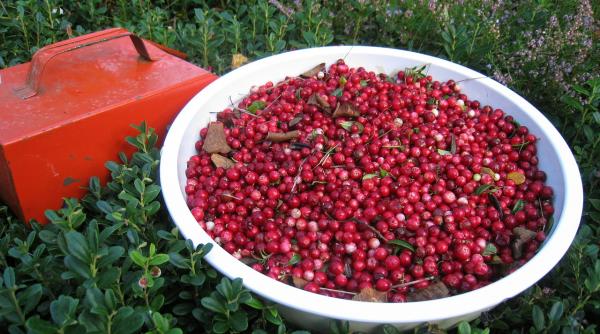 detoxifiere bautura care elimina toxinele din ficat si curata intregul organism