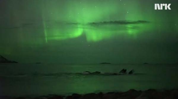 video spectacol fabulos oferit de natura balene inotand in lumina aurorei boreale