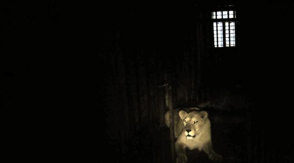 cinci feline mari de la zoo baia mare transferate cu avionul in africa de sud