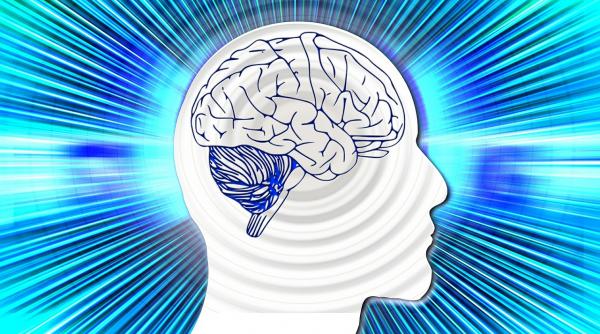 nivelul de inteligenta nu depinde atat de marimea creierului cat de modul in care este structurat acesta