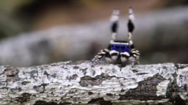 video multi oameni ar putea sa ia lectii de dans de la acest paianjen