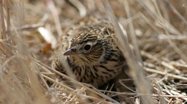 dosar penal pentru doi braconieri italieni prinsi la vanatoare de ciocarlii