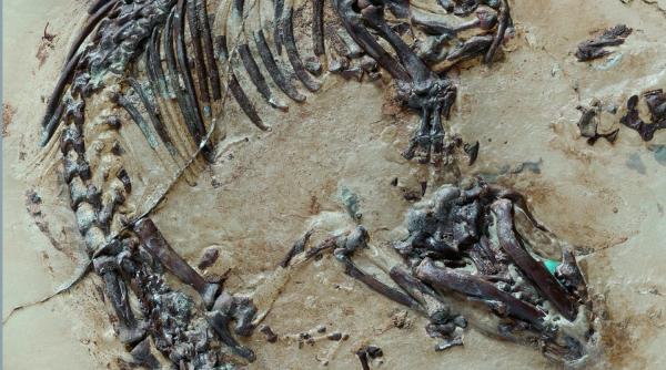 fosila unui mamifer de acum 125 milioane de ani indica evolutia timpurie a blanii si a spinilor la animale