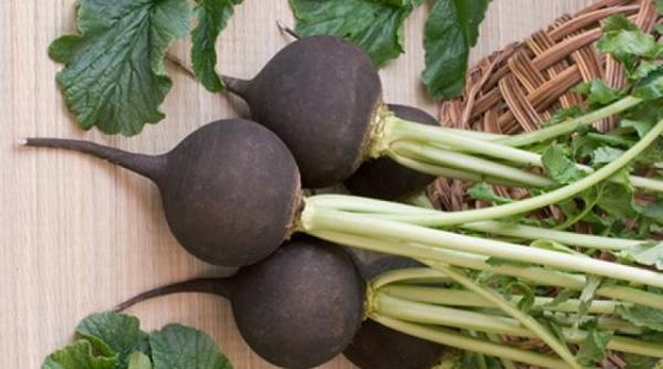 ridichea neagra vedeta sezonului rece aliat in preventia si tratarea cancerului