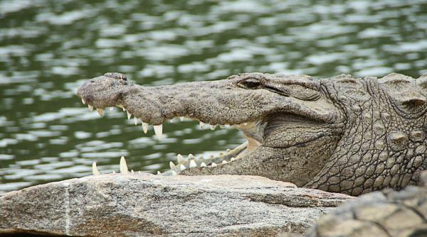 scandal urias la bacalaureat in scotia poti rezolva problema aceasta