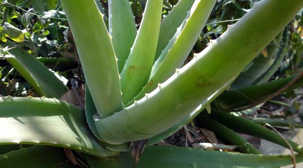 tratament anticancer remediul pe baza de aloe vera descoperit de un calugar