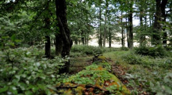 a fost gasita si a patra femeie disparuta in padure era moarta