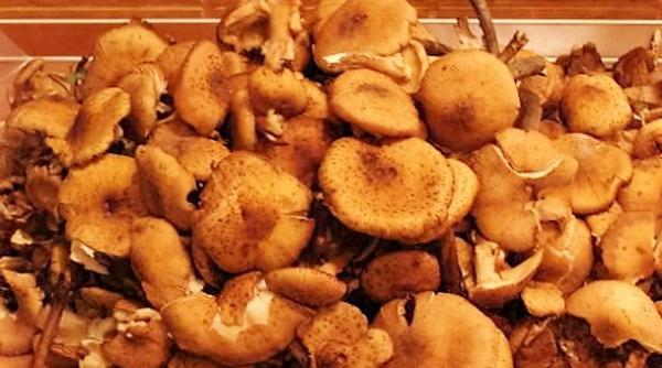 reteta zilei de marti bors de ghebe