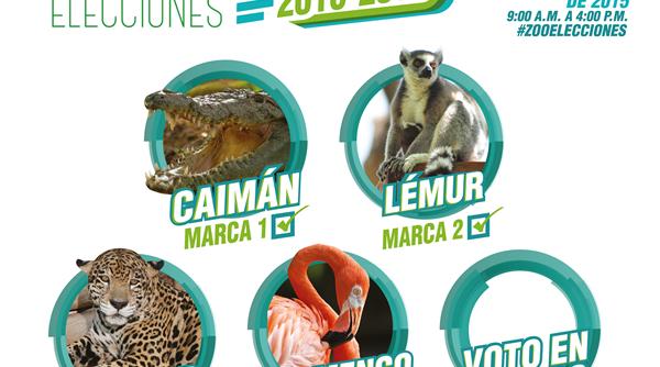 un caiman un lemur un jaguar si un flamingo candidati pentru postul de primar al unei gradini zoologice