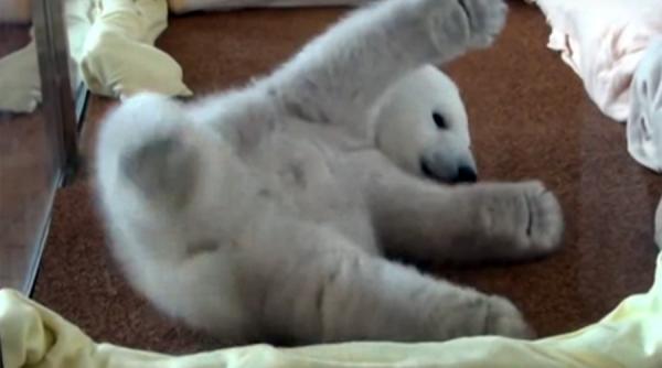 video cum se chinuie un ursulet polar sa adoarma